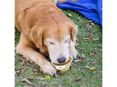 Comedouro e Bebedouro Portátil Oikos Animal para Pets Amarelo - 3