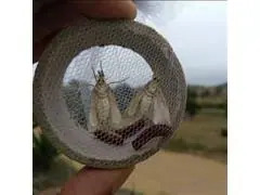 Armadilha Delta Plástica com 60 Unidades - 2