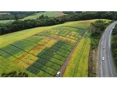 Condução de Trabalhos de Pesquisa Agrícola - 1