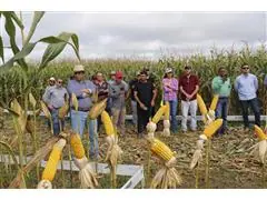 Consultoria em Fitotecnia e Fertilidade do Solo - 1