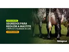 Segredos para Reduzir a Mastite e Melhorar a Qualidade do Leite