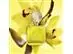 Perfume Shakira Amarillo Eau de Parfum 80ml - 3