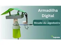 Armadilha Digital - Bicudo-do-algodoeiro - 0