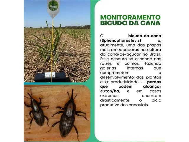 Consultoria Agronomica Maza