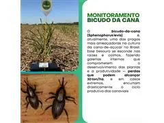 Consultoria Agronomica Maza - 0