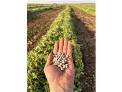 Consultoria e Pesquisa - Midas Research - 1