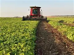 Consultoria e Pesquisa - Midas Research - 4