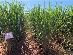 Consultoria Enercana - 1