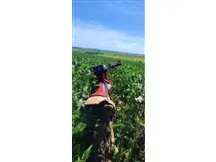 PATRULHA PERCEVEJO - 2