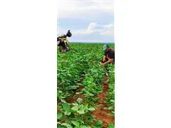 PATRULHA PERCEVEJO - 6