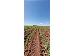 CONSULTORIA AGRONOMICA, VISITAS TECNICAS E PRESTAÇÕES DE SERVIÇOS. - 1