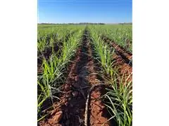 Agroespecialista - Antônio Jose da Silva - 6