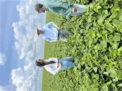 Treinamentos, Palestra, Rodadas Técnicas em Entomologia - 2