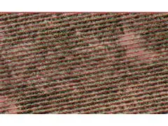 Algoritmo de IA para Restituição de Linhas e Falhas de Plantio - 1