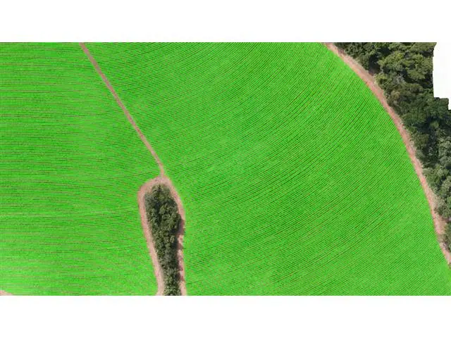 SOFTWARE NELORE TECH LINES E ANALISE DE PARALELISMO