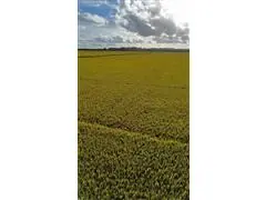 Consultoria Agronômica - 4