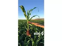 Assistência Agronômica - Ello Soluções - 4