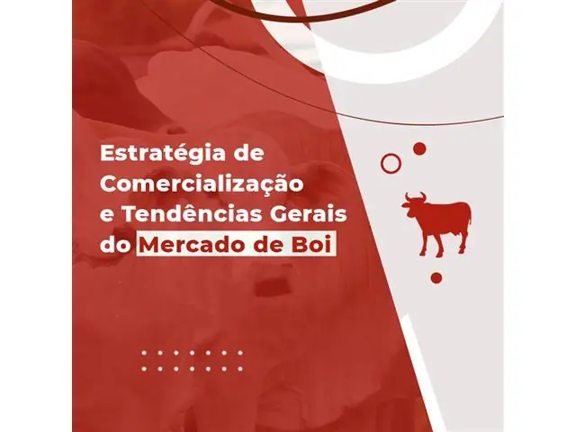 Curso Mercado de Boi Gordo - SAFRAS & Mercado